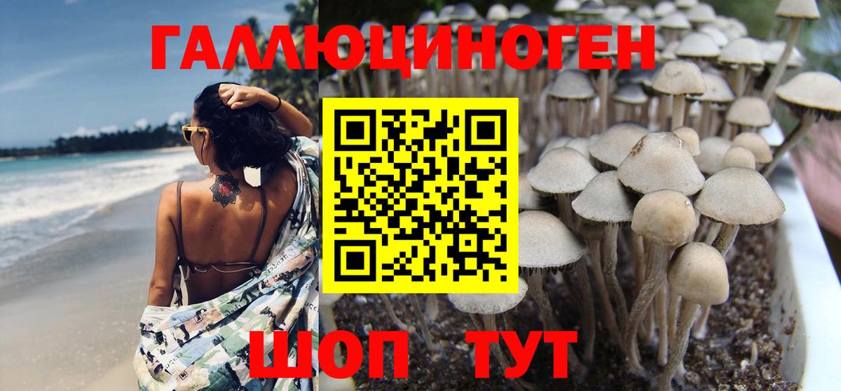 Галлюциногенные грибы Psilocybine cubensis Южно-Сахалинск